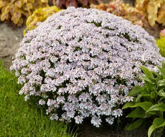 Scheefkelk/scheefbloem (Iberis sempervirens 'Pink Ice')