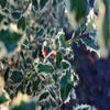 Hulst (Ilex aquifolium 'Argentea Marginata')