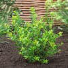 Japanse hulst (Ilex maximowicziana 'Kanehirae')