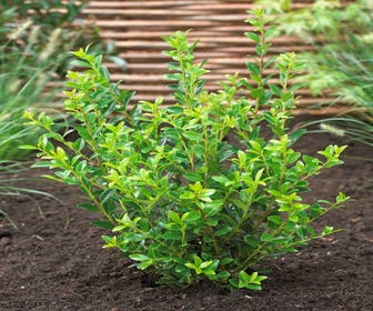 Japanse hulst (Ilex maximowicziana 'Kanehirae')