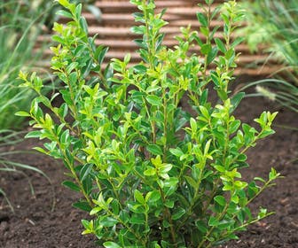 Japanse hulst (Ilex maximowicziana 'Kanehirae')