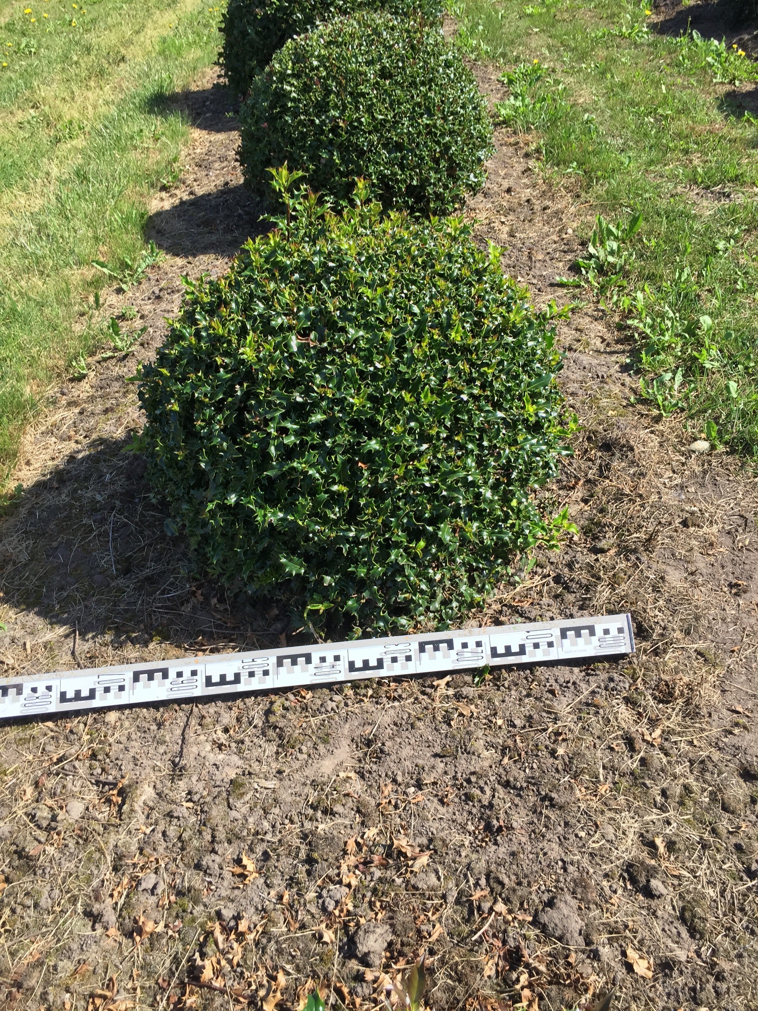 Ilex aquifolium 'J.C. Van Tol'