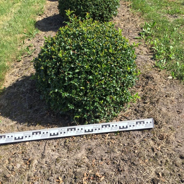Ilex aquifolium 70 cm breed bol