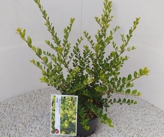 Japanse hulst (Ilex crenata 'Green Hedge')