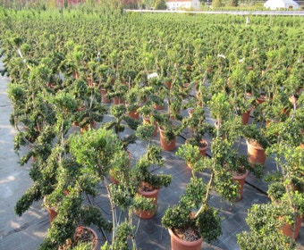 Japanse hulst als bonsai (Ilex crenata 'Kinme')