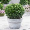 Japanse Hulst in Bolvorm (Ilex crenata 'Dark Green')