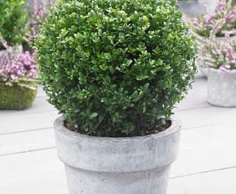 Japanse Hulst in Bolvorm (Ilex crenata 'Dark Green')