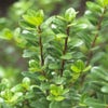 Japanse Hulst (Ilex crenata 'Caroline Upright')
