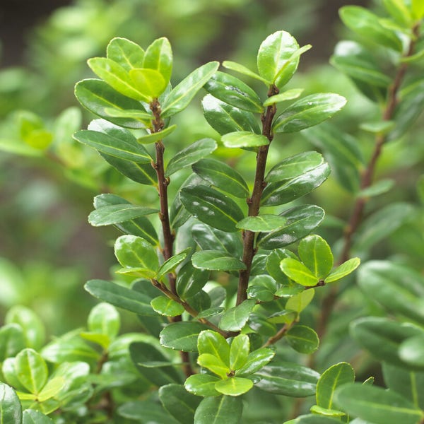 Japanse Hulst (Ilex crenata 'Caroline Upright')