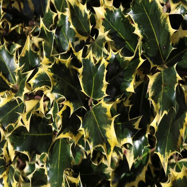 Ilex aquifolium Madame Briot (hulst)
