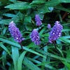 Leliegras (Liriope muscari 'Big Blue')