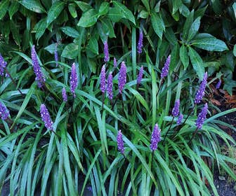 Leliegras (Liriope muscari 'Big Blue') BIO