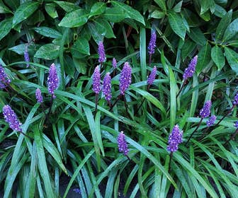Leliegras (Liriope muscari 'Big Blue') BIO