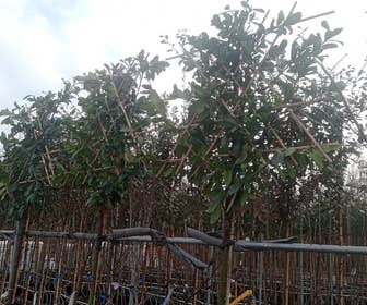LeiLaurier (Prunus laurocerasus 'Novita') EXTRA VOORDELIG