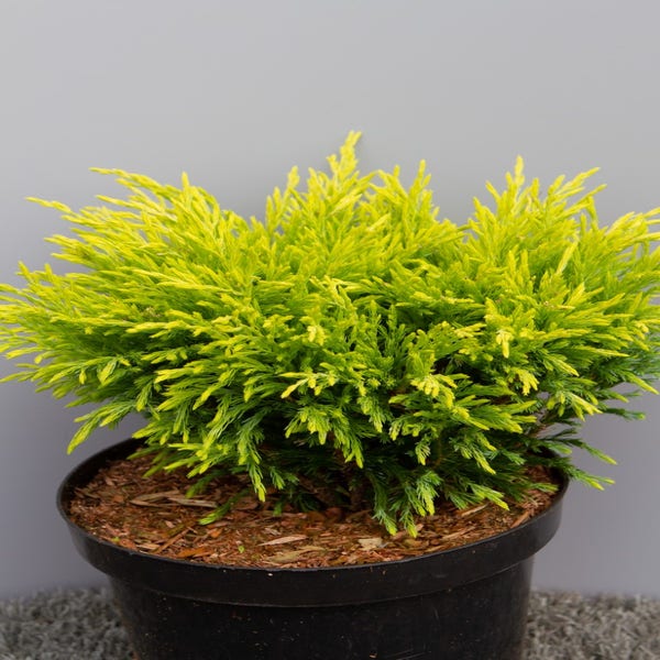 Jeneverbes (Juniperus horizontalis 'Limeglow')