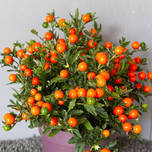 Oranjeboompje (Solanum pseudocapsicum)