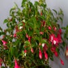 Bellenplant (Fuchsia 'Lady Thumb')