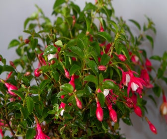 Bellenplant (Fuchsia 'Lady Thumb')