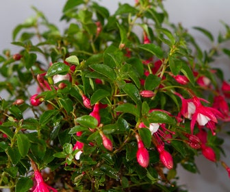 Bellenplant (Fuchsia 'Lady Thumb')