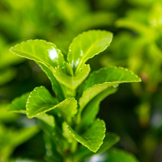 Kardinaalsmuts (Euonymus jap. 'Green Rocket' ®)