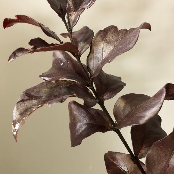 Lagerstroemia als halfstam (Lagerstroemia indica 'Rhapsody in Pink')