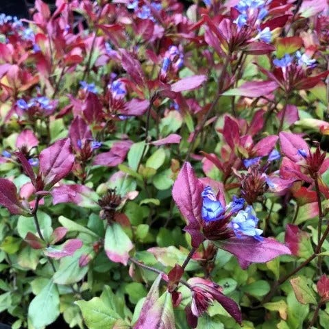 Ceratostigma plumbaginoides