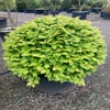 Beuk als bolvorm (Fagus sylvatica)