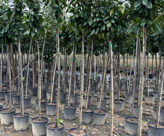Laurier als boom (Prunus laurocerasus 'Novita')