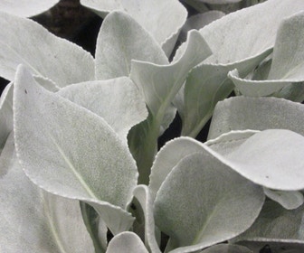 Kruiskruid (Senecio candicans 'Angel Wings')