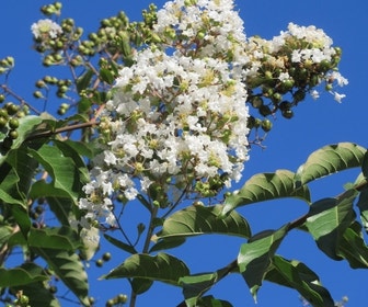 Witte Lagerstroemia als boom (Lagerstroemia indica)