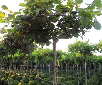 Kiwiplant als dakboom (Actinidia chinensis)