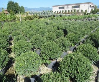 Japanse hulst als bolvorm (Ilex crenata 'Stokes')