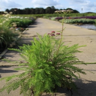 Achillea millefolium 'Cerise Queen' C2
