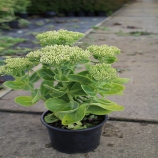 Vetkruid (Sedum telephium 'Stardust') C2