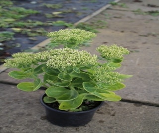 Vetkruid (Sedum telephium 'Stardust')