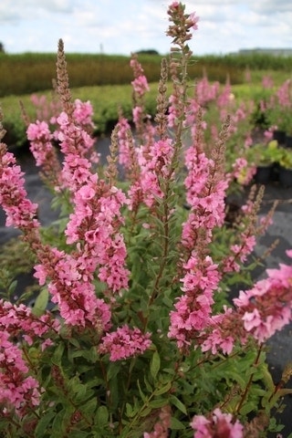 Lythrum salicaria 'Blush'