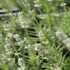 Witte Lavendel (Lavandula angustifolia 'Nana Alba' ) Bio