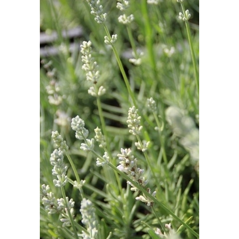 witte lavendel lavandula angustifolia