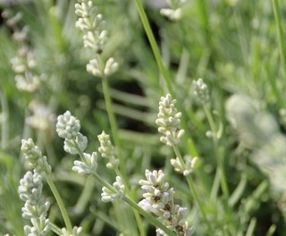 Witte Lavendel (Lavandula angustifolia 'Nana Alba' )