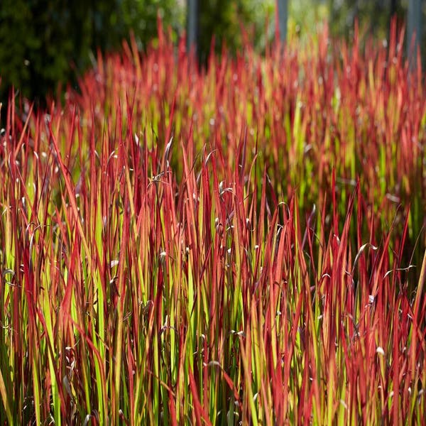Japans bloedgras (Imperata 'Red Baron')