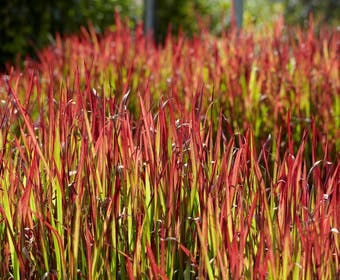 Japans Bloedgras (Imperata cylindrica 'Red Baron')