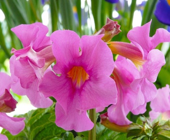 Bloeiende varen (Incarvillea delavayi)