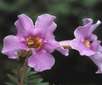 Tuingloxinia (Incarvillea delavayi)