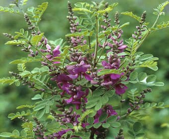 Indigostruik (Indigofera heterantha)