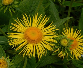 Alant (Inula magnifica)