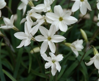 Oude wijfjes (Ipheion uniflorum 'Alberto Castillo’)