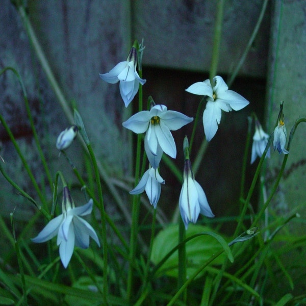 Ipheion uniflorum 'Wisley Blue' (Oude wijfjes)
