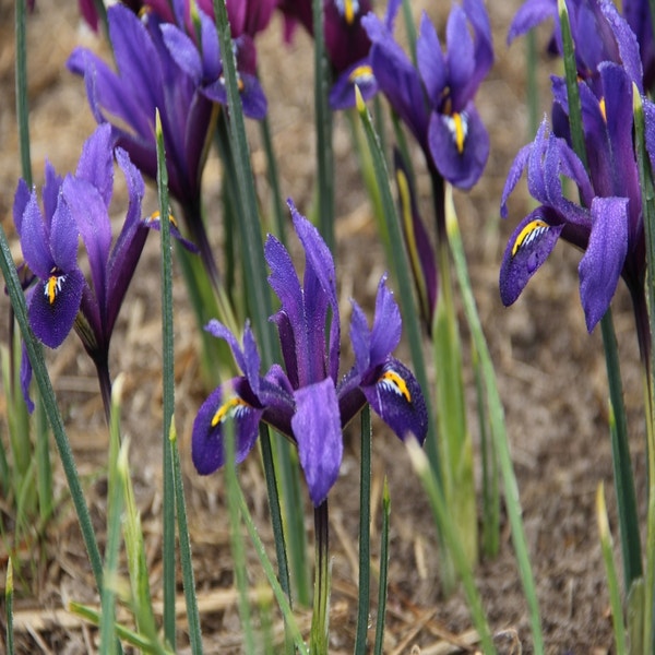 Iris reticulata 'Blue Hill' (Dwergiris)
