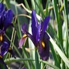 Hollandse iris (Iris hollandica 'Tigereye'®)