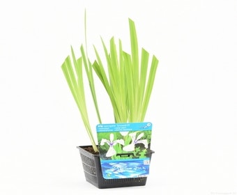 Japanse Iris (Iris laevigata 'Snowdrift')